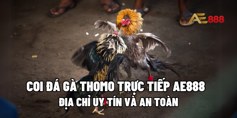 coi đá gà Thomo trực tiếp