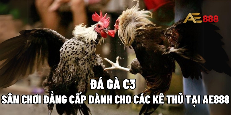 Đá gà C3
