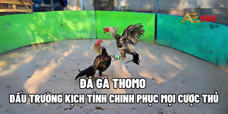 Đá gà Thomo