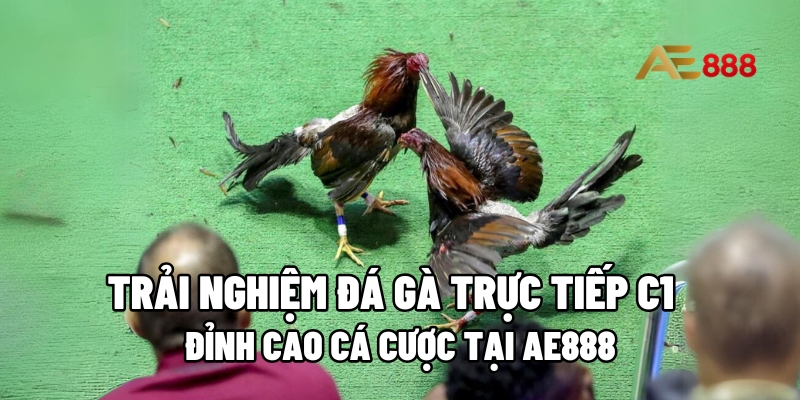 Đá gà trực tiếp C1