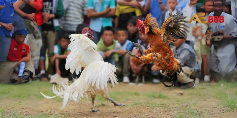 Khoảng thời gian và quy trình diễn ra trận đấu